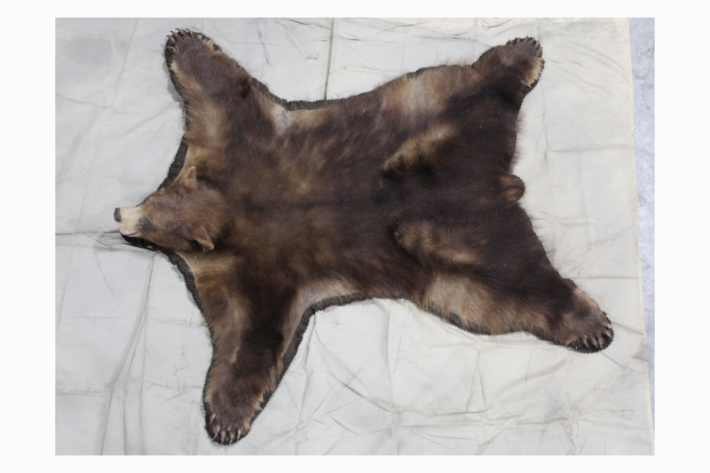 Rug Animal Real Bear Skin Fragile, How Much Is A Real Bear Rug
