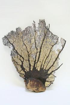 Science/Nature, Misc, SEA FAN,HONEYCOMB TEXTURE, SHELL, BROWN