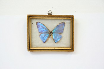 Science/Nature, Insect, BLUE/PURPLE SHIMMERY BUTTERFLY SPECIMEN,GOLD/BLACK FRAME, WOOD, BLUE