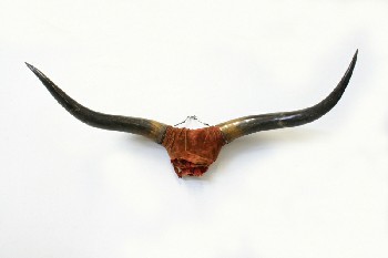 Taxidermy, Horn, HUNTING TROPHY WALLMOUNT HORNS (REAL), VELVET WRAPPED CENTRE, HORN, NATURAL