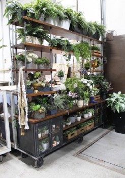 Shelf, Misc, XL, NEARLY 8FT TALL x 8FT WIDE, VINTAGE INDUSTRIAL STYLE, BACKLESS, FULL & SHORTER LENGTH WOOD SHELVES, LOWER CABINET W/GLASS DOORS, 6 WHEELS, HEAVY - Shown Dressed W/Fake Plants. Plants & Dressing Rent Separately., METAL, BLACK