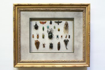 Science/Nature, Insect, COLLECTION OF VARIOUS INSECTS, GREY & GREEN MATTES, ORNATE FRAME, WOOD, MULTI-COLORED