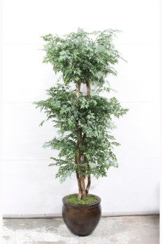 Plant, Fake, FAKE, MING ARALIA TREE, APPROX 6 FT, BROWN PLANTER , PLASTIC, GREEN