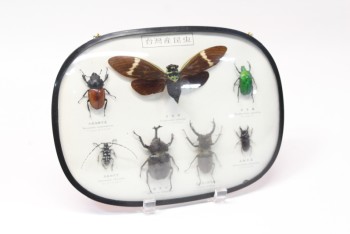 Science/Nature, Insect, LARGE MOTH & ASSORTED BEETLES, ASIAN LETTERING, OVAL CONVEX FRAME W/BLACK EDGE, PLASTIC, OFFWHITE