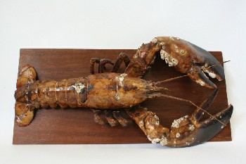 Taxidermy, Animal, LARGE (REAL) OLD P.E.I. LOBSTER MOUNTED ON BOARD W/BARNACLES, MARINE, FRAGILE, WOOD, BROWN