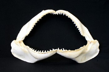 Bone, Animal, SHARK (REAL), JAW BONE W/SHARP TEETH, BONE, OFFWHITE