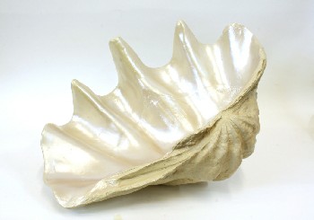 Science/Nature, Shell, LIGHTWEIGHT FAKE CLAM SHELL, PLASTER, OFFWHITE