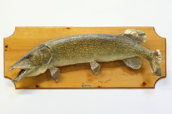 Taxidermy, Fish, (REAL) PIKE MOUNTED ON WOODEN BOARD,FRAGILE, ANIMAL SKIN, NATURAL