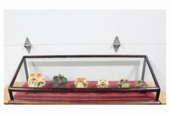 Bone, Animal, GREAT APES DISPLAY, AGED REALISTIC REPLICA PRIMATE SKULLS IN WOOD FRAMED TABLETOP SHOWCASE W/SLANTED GLASS TOP & SIDES, BACKLESS, MONKEYS, WOOD, BROWN