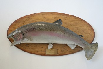 Taxidermy, Fish, (REAL) TROUT ON OVAL BOARD W/ENGRAVED PLATE,FRAGILE, ANIMAL SKIN, GREY