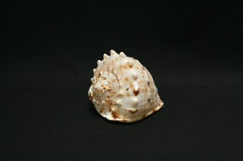 Science/Nature, Shell, CONCH W/SPINES,BROWN MARKINGS, SHELL, NATURAL