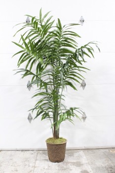 Plant, Fake, FAKE,PALM TREE,KENTIA PALM, APPROX 8 FT., PLASTIC, GREEN