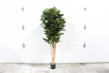 Plant, Fake, FAKE FIDDLE LEAF FIG TREE,APPROX 6', PLASTIC, GREEN