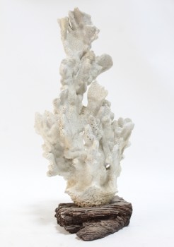 Science/Nature, Coral, WHITE CORAL ON DRIFTWOOD BASE, CORAL, WHITE