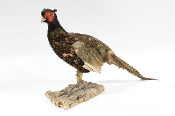 Taxidermy, Bird, STUFFED PHEASANT, STANDING MOUNTED ON WOOD BARK BASE, WINGS IN, FRAGILE, FEATHERS, NATURAL