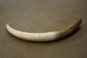 Taxidermy, Tusk, FAKE HORN/TUSK,DARKER BROWN END , PLASTIC, OFFWHITE
