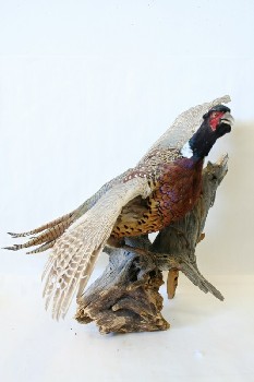 Taxidermy, Bird, STUFFED COMMON RING-NECKED PHEASANT,APPROX 2.5' WINGSPAN, MOUNTED ON WOOD, FRAGILE, FEATHERS, NATURAL