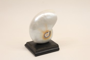 Science/Nature, Shell, SPIRAL SHELL ON BLACK BASE, SINGLE BOOKEND, PLASTIC, OFFWHITE