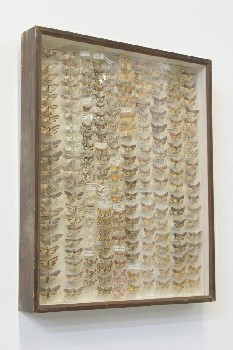 Science/Nature, Insect, SHADOW BOX, ANTIQUE MOTH COLLECTION, WOOD FRAME & WHITE BACKING, WOOD, OFFWHITE