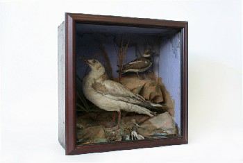 Taxidermy, Bird, 2 STUFFED BIRDS IN SHADOW BOX W/GLASS FRONT, FRAGILE, WOOD, BROWN