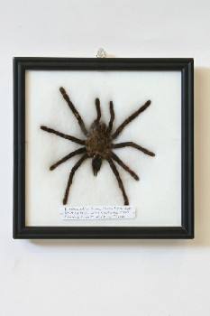 Science/Nature, Insect, SPIDER / TARANTULA, LABELLED 
