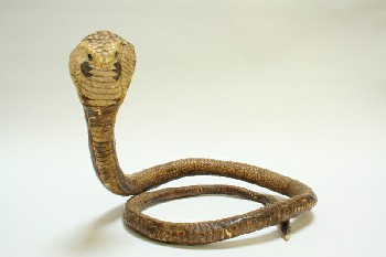 Taxidermy, Reptile, SNAKE, COBRA, COILED, FRAGILE, RUBBER, BROWN