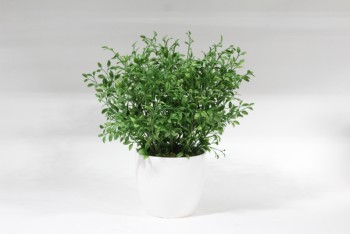 Plant, Fake, SMALL FAKE TEA LEAF PLANT IN WHITE CERAMIC POT , PLASTIC, GREEN