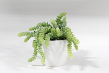 Plant, Fake, SMALL FAKE DONKEY TAIL SUCCULENT IN WHITE CERAMIC POT , PLASTIC, GREEN
