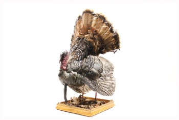 Taxidermy, Bird, REAL, STUFFED TURKEY, SQUARE WOOD BASE, FRAGILE, FEATHERS, NATURAL