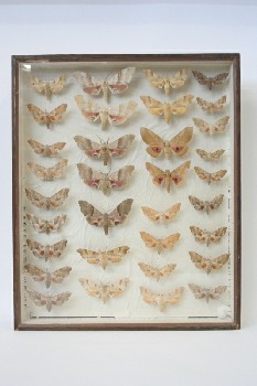Science/Nature, Insect, SHADOW BOX, 33 LARGE & SMALL MOTHS, COLLECTION, WOOD FRAME & WHITE BACKING, WOOD, OFFWHITE