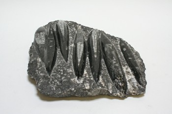 Science/Nature, Fossil, 7 RAISED & POLISHED SECTIONS ON FLAT STONE, ROCK, GREY