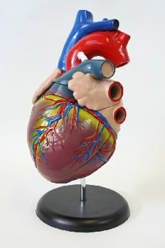 Medical, Model, 3 PC. MODEL OF HEART, ROUND BLACK BASE, CERAMIC, MULTI-COLORED