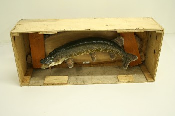 Taxidermy, Fish, STUFFED (REAL) PIKE MOUNTED ON PLAQUE, FRAGILE , ANIMAL SKIN, GREY