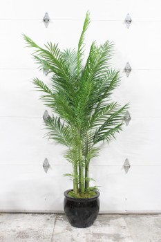 Plant, Fake, FAKE, BUTTERFLY PALM, APPROX 6 FT., 14x17x17" GLOSSY BLACK FIBREGLASS PLANTER, PLASTIC, GREEN