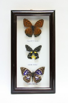 Science/Nature, Insect, 3 BUTTERFLIES, SPECIMEN COLLECTION, VERTICAL, FRAMED W/WHITE BACKGROUND, WOOD, MULTI-COLORED