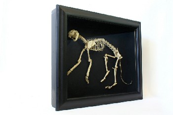Bone, Animal, FRAMED CAT SKELETON (FAKE) ON BLACK MATTING, AGED BLACK/GOLD FRAME, WOOD, BLACK