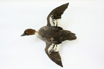 Taxidermy, Bird, STUFFED BROWN HEADED DUCK IN FLYING FORMATION, WALLMOUNT, FRAGILE, FEATHERS, NATURAL