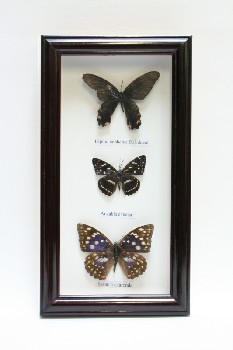 Science/Nature, Insect, 3 BUTTERFLIES, SPECIMEN COLLECTION, VERTICAL, FRAMED W/WHITE BACKGROUND, WOOD, MULTI-COLORED