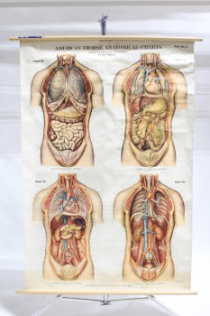 Science/Nature, Poster, VINTAGE LAB/CLASSROOM POSTER,BIOLOGY/ANATOMY, 