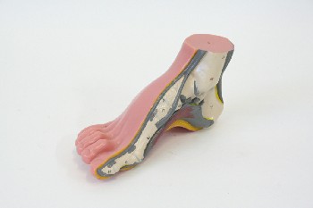 Medical, Model, MODEL OF FOOT,HALF CROSS-SECTION W/NUMBERED PARTS, HIGH ARCH, PLASTIC, PINK