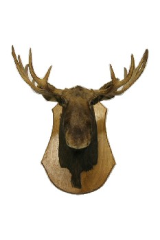Taxidermy, Animal, HUNTING TROPHY, MOOSE HEAD W/ANTLERS (REAL), WOOD WALLMOUNT PLAQUE, FRAGILE, ANIMAL HEAD, NATURAL