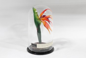 Decorative, Cloche, FAKE BIRD OF PARADISE FLOWER SPECIMEN UNDER CLOCHE, ROUNDED CLEAR DOME/DISPLAY COVER & ROUND BLACK BASE, BELL JAR, PLASTIC, CLEAR