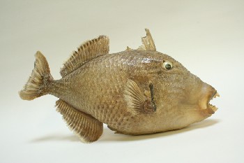 Taxidermy, Fish, (REAL) PARROT FISH,OPEN MOUTHED W/TEETH SHOWING,FAKE EYES, FRAGILE , ANIMAL SKIN, BEIGE