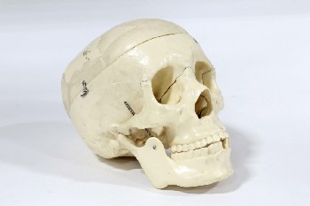 Medical, Model, SKULL MODEL W/HINGED JAW & REMOVEABLE TOP OF HEAD, MISSING TEETH, PLASTIC, OFFWHITE