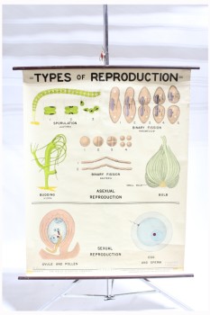 Science/Nature, Poster, VINTAGE LAB/CLASSROOM POSTER,BIOLOGY, 