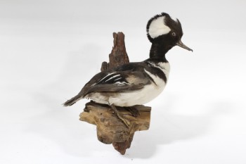 Taxidermy, Bird, STUFFED DUCK (REAL) W/WHITE & BLACK MOHAWK, WALLMOUNT BARK PLAQUE, FRAGILE , FEATHERS, NATURAL