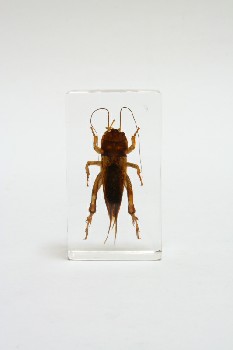 Science/Nature, Insect, BROWN CRICKET IN PLEXI RECTANGLE, LUCITE SPECIMEN, PLEXIGLASS, CLEAR