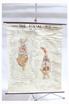 Science/Nature, Poster, VINTAGE LAB/CLASSROOM POSTER,BIOLOGY/ANATOMY, 