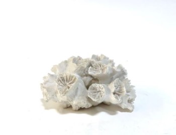 Science/Nature, Coral, SMALL CLUSTER, CORAL, WHITE