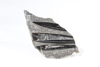 Science/Nature, Fossil, RAISED & POLISHED POINTED SHAPES ON STONE, PIECE , ROCK, GREY